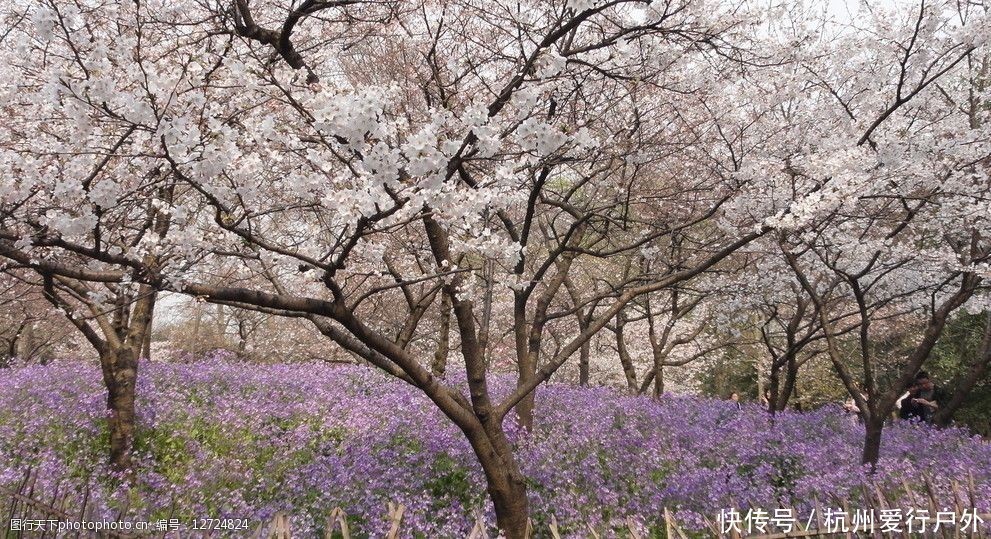 踏春系列-浮云岭看樱花 2月27日走进浮云岭漫步樱花林