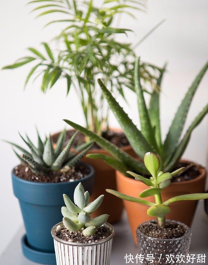 植株|室内外养花有什么不同?最怕就是这3点,都注意了