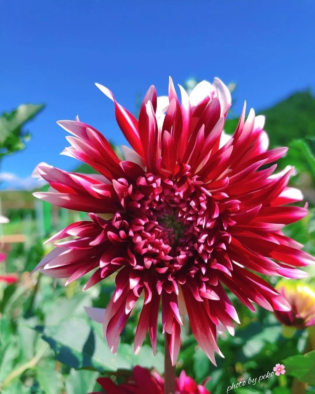 花会开，天也会蓝