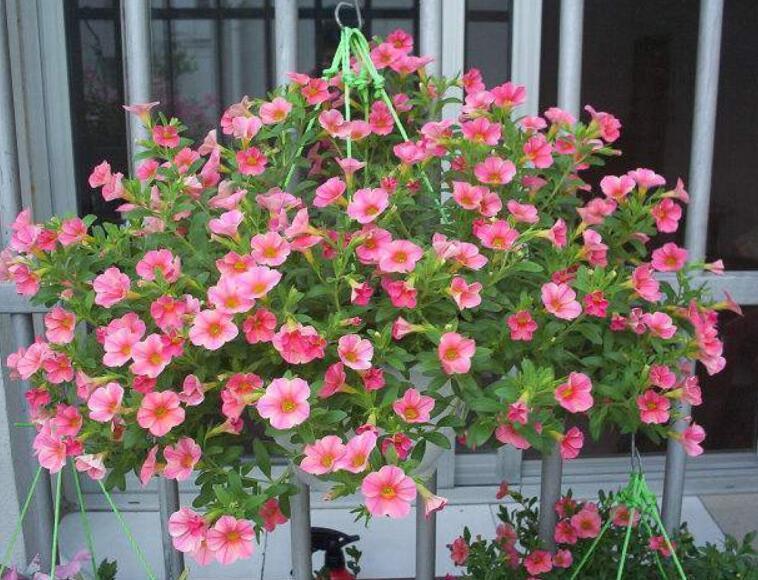 4种花,可以悬挂起来养,轻松打造出别致阳台