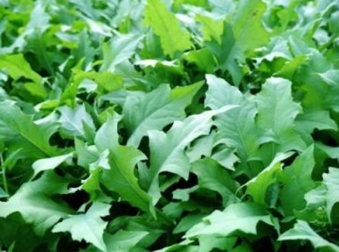 野菜|农村常见的3种野菜,女人多吃能清热解毒、凉血止血、祛湿降压