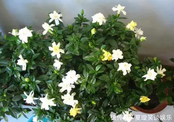 秋季养花浇花,甭用4类“夺命水”,不然浇一盆伤一盆