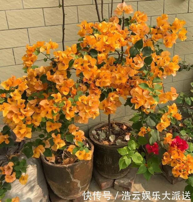 早秋，盆栽三角梅开花数量少了、个头小了怎么办抓牢4点足以