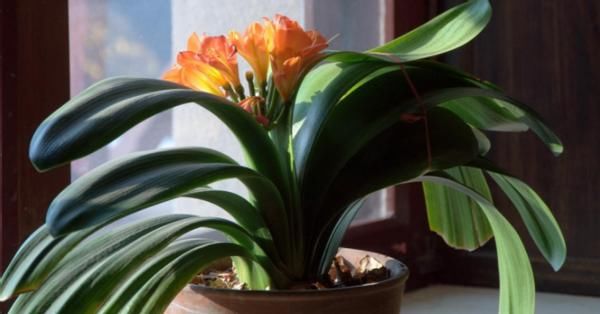 养花会用到这3种药,所以过期了也别丢弃