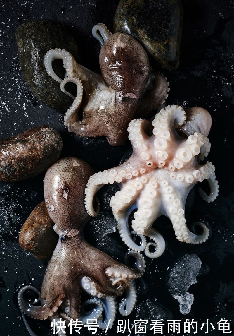 一起来看看章鱼,乌贼,鱿鱼,有啥不一样?食用方法有什么不同?