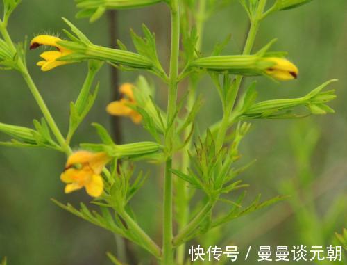 农民|农村随处可见的野草，农民当害草，用它泡水喝，治疗咳嗽有奇效