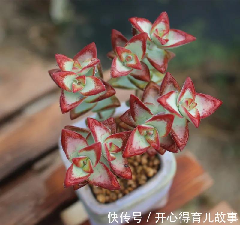 多肉能不能淋雨，真正懂的人并不多，别再傻傻避雨