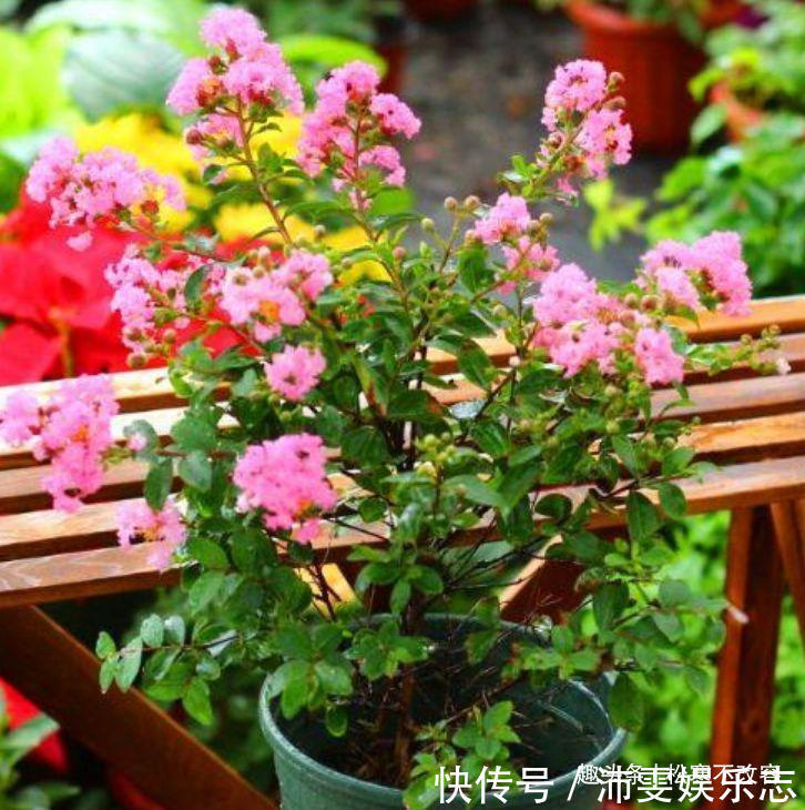 3种花养家里，绿油的枝叶，释放出氧气，轻松助力睡眠！