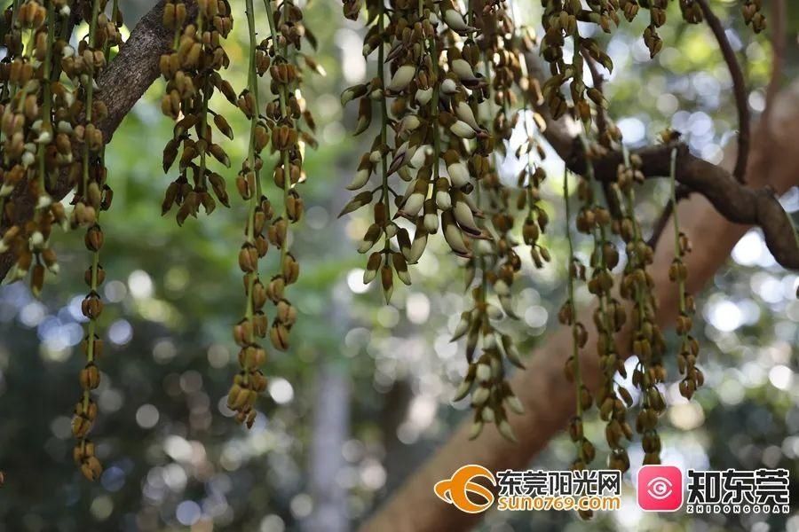 东莞这里的“花中翠鸟”开啦！组团赏花，刷爆朋友圈！