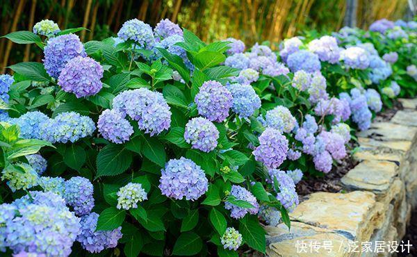  杜鹃|杜鹃、茶花、栀子花总也养不好，原来问题出在这