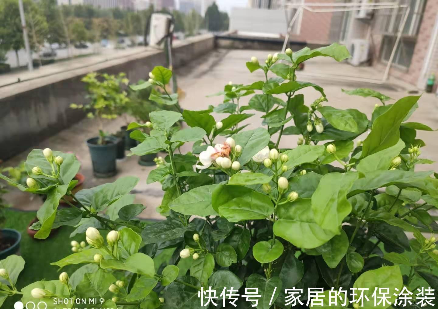 8种“漂亮花”特怕冷,秋天赶紧拿到屋里去,不然都冻死了