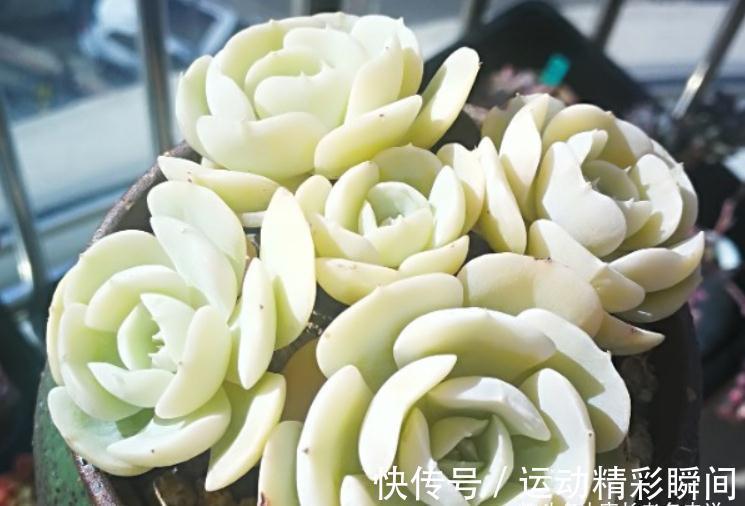 多肉圣卡洛斯,藏在鲁氏石莲背后的幽灵——粗看一样,细看却不同