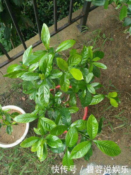 矿泉水瓶|扦插栀子、茉莉,使用垃圾自制“生根器”,7天冒白根,忒好养