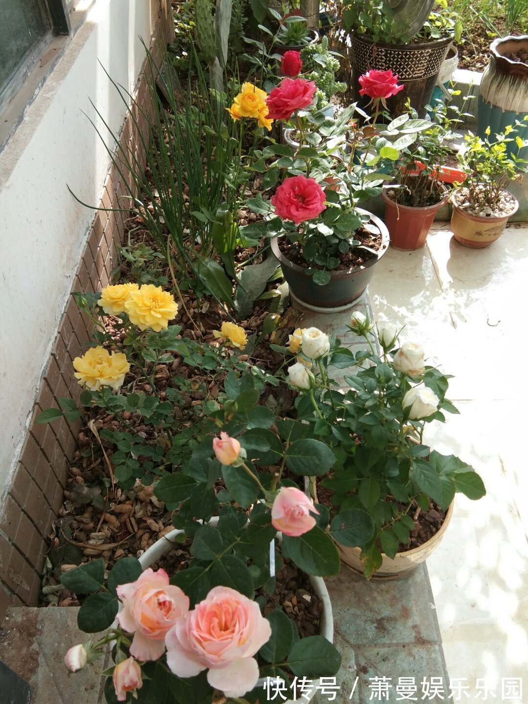 浇水|8种“漂亮花”,冬天要“虐着养”,越虐越健康,不然很难过冬