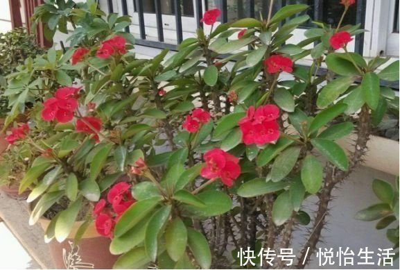 越来越多人不养绿萝了,如今都流行这种花,好看又旺财,花繁叶茂