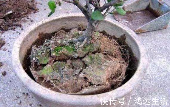 养花的土太结实倒进去“1种”液体,5分钟后,土壤疏松又透气