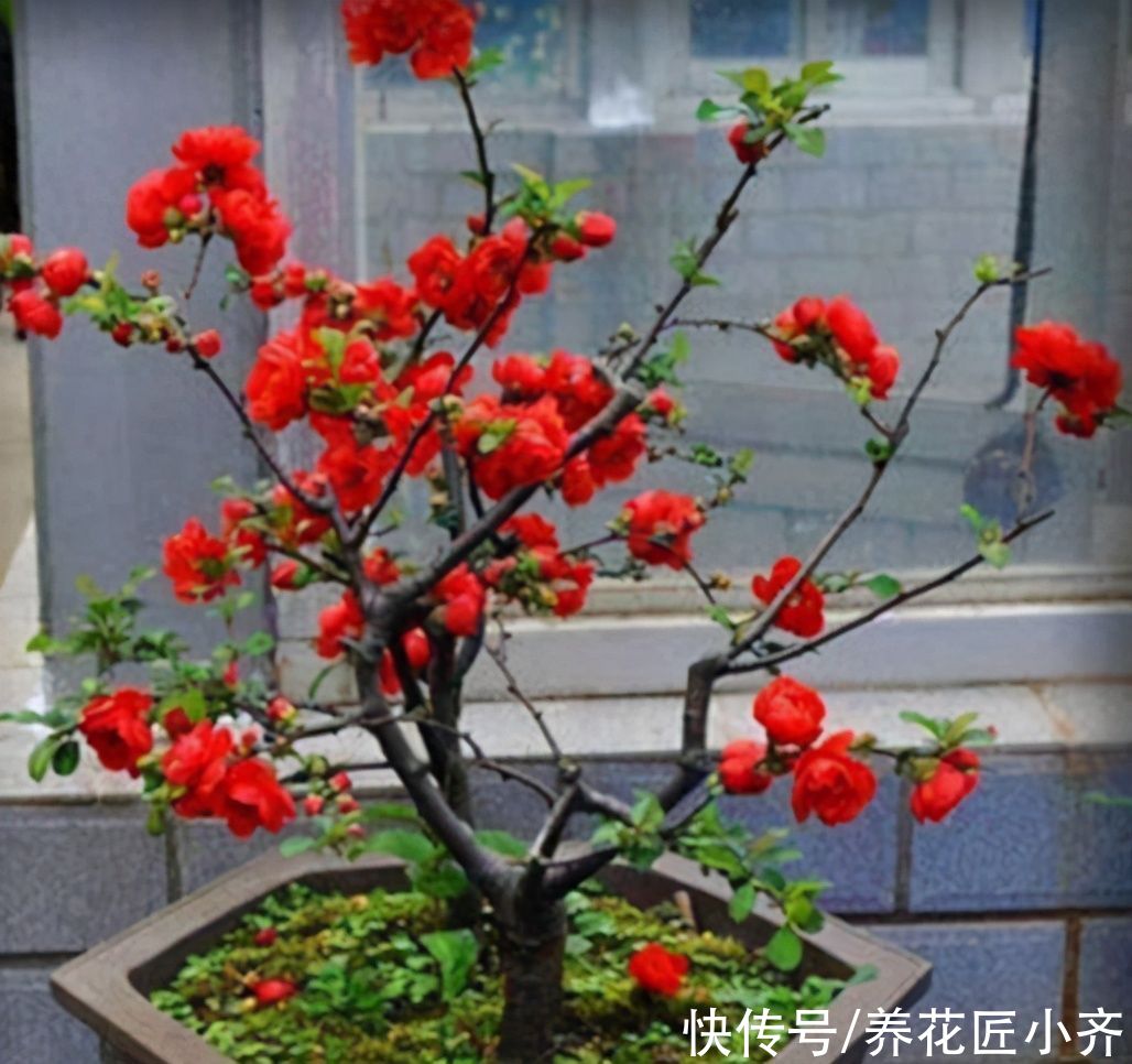 叶片|室内养木本海棠，对它要“狠心”，掌握技巧，才能年年开花