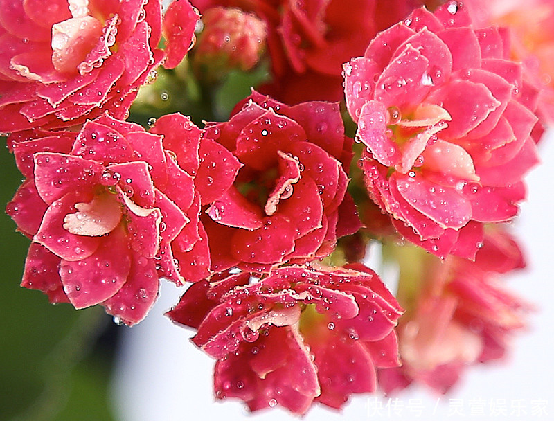 寓意|昂贵的盆栽别再买,看几种绿植,容易成活美观养眼