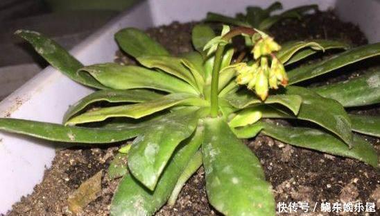 这一种花,四季开花持续不断,放一盆家里还驱蚊,漂亮又好养!