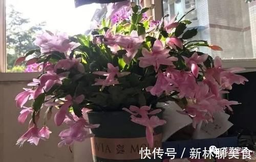 两种“促花水”，给三角梅、蟹爪兰用一勺，开花爆盆，又美又仙