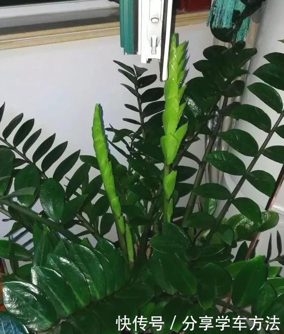 养花施肥,这“4大禁区”莫入,不然适得其反,啥花都会烂根黄叶!