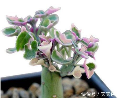 仙人笔多肉,该怎么来养护?该怎么养?根据季节养护最简单!