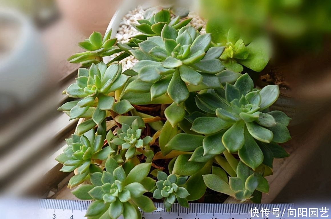 多肉养成“水桩”,要揪叶子吗?千万别这么做,杆子容易长残