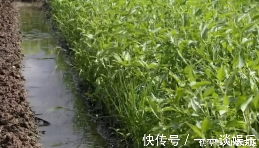 美味佳肴|農村這種野菜，以前只有窮人才吃，現如今卻上了土豪的餐桌！