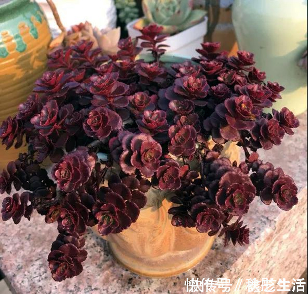 最耐晒的8种多肉,夏天照样疯长不停,呼呼窜成小瀑布