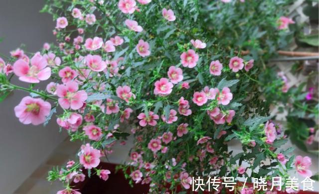 适合封闭阳台养的5种花,抗病性强,超容易开爆盆