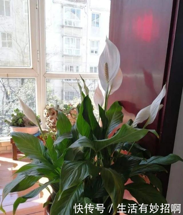 10种花,春天不能晒,躲屋里最安全!10种花,春天不能晒,躲屋里最安全!