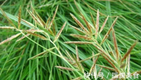 农村|农村不起眼的野草,竟然是一味治病的民间好中药,你认识吗