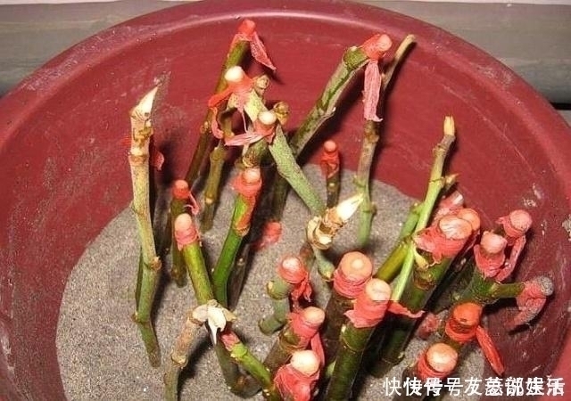 晾干|这5棵“树”太贵了，偷偷摘一截枝条就养活了，不用花钱买啦！