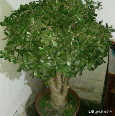 养玉树,只需要注意3个小技巧,一年就能疯长爆盆,越养价值越高