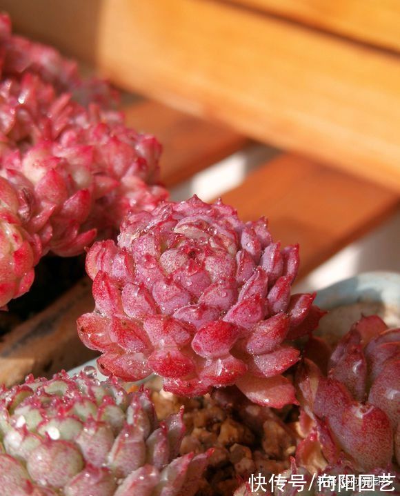 你买多肉总是小心翼翼，问东问西，没成想，收到的多肉依然养不好