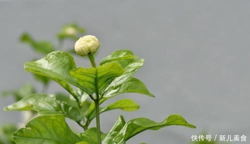 养殖茉莉的正确方法，注意几点，让茉莉提高开花质量