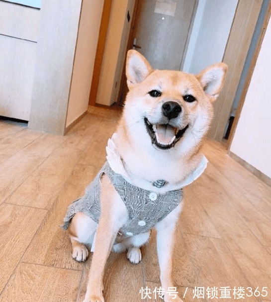 猪小八|《向往的生活》被领养的狗怎么样了看清宋茜的晒照热泪盈眶！