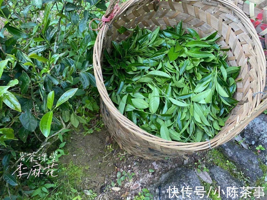 白茶品鉴手记|岩茶越老越值钱？2006年大红袍价值多少，不妨先考虑这3个因素