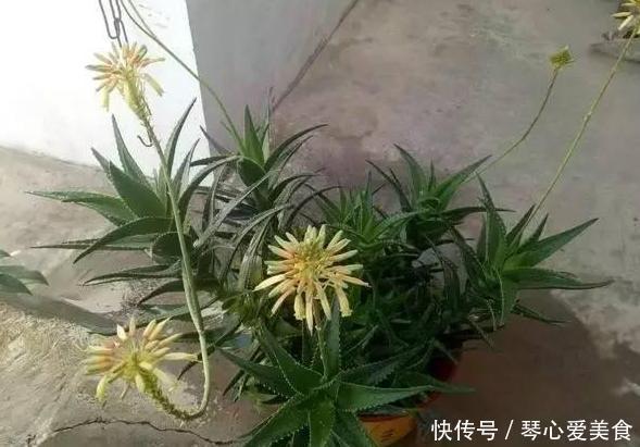 治病|喜欢盆栽这3款植物就赚大了,既能观赏又能治病,堪称天然药箱