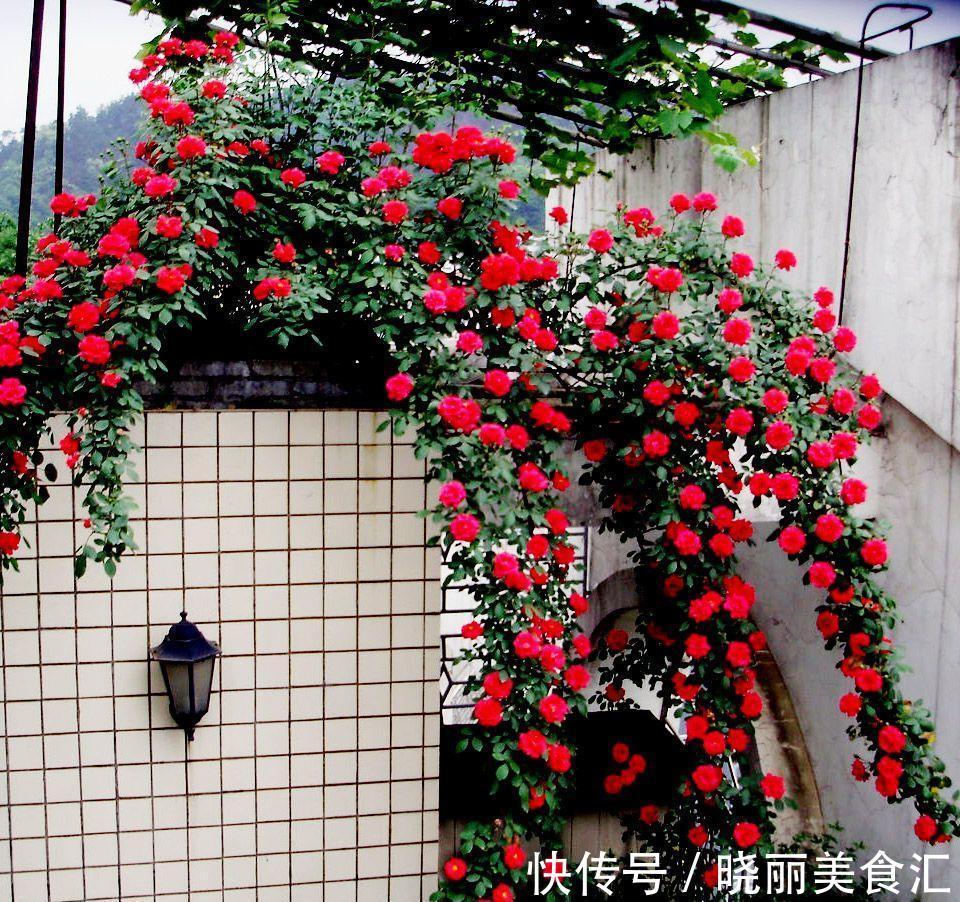 10种花“冷天”长得慢,“穷养”多晒更健壮,不然易烂根,难过冬