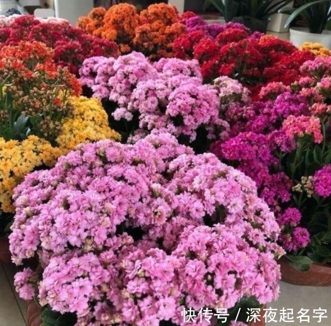 枝条|这几款植物养在家里，一年四季开花不断，花大色艳很漂亮
