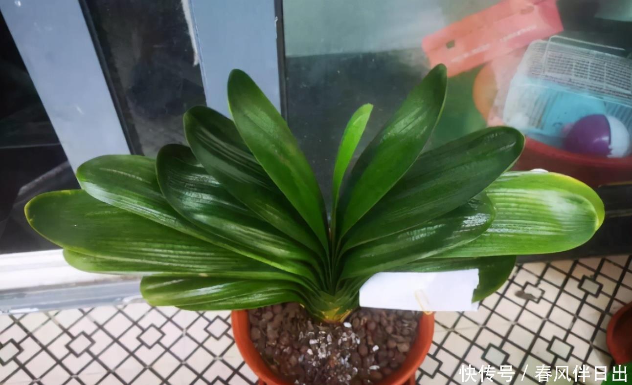 塑料袋作为生活垃圾,养花却堪称“全能”,用法多样