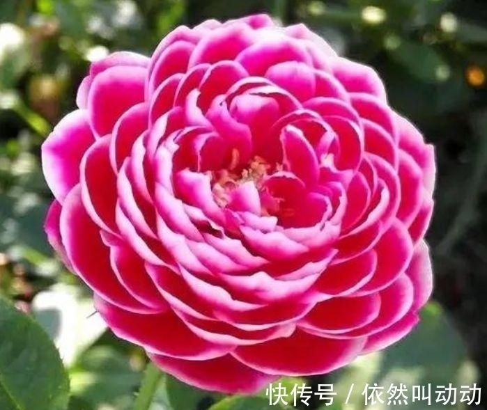 4种花养了就爆盆,好养易活开花漂亮,开花爆盆很容易