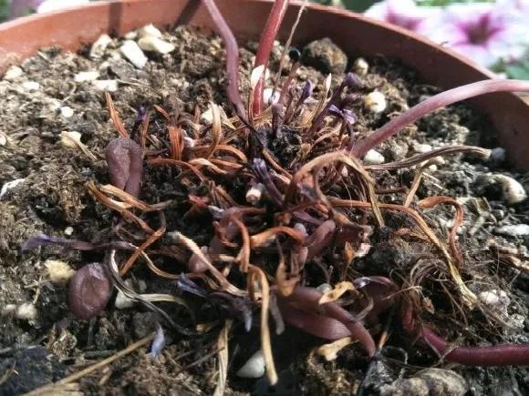 休眠期开花,剪掉才能活,需要一些养护技巧,才能保证安全度夏