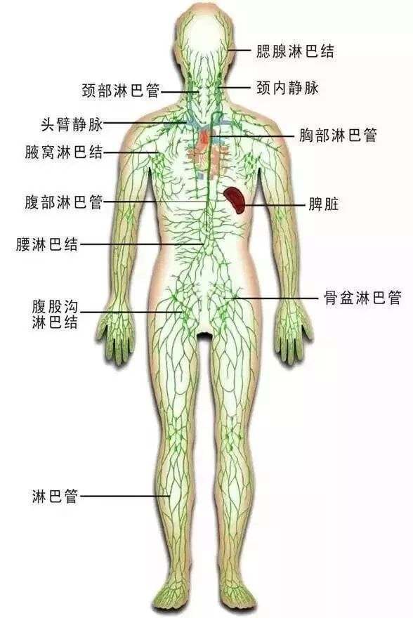 颈部|人体3处淋巴没事常揉揉，9可以消除很多疾病