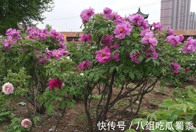 这6种花的寿命很长,养成“老桩”后,价值大增,越老“越值钱”