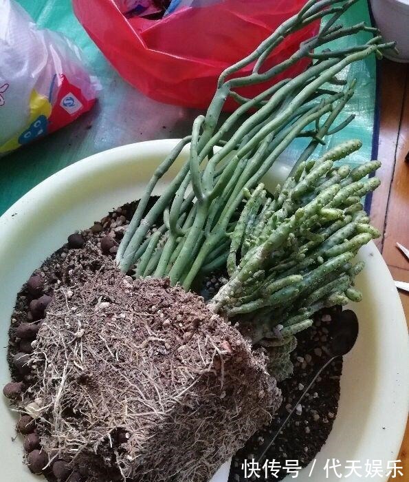 多肉就得懒人养，水越少越不管，呼呼爆出一大盆！