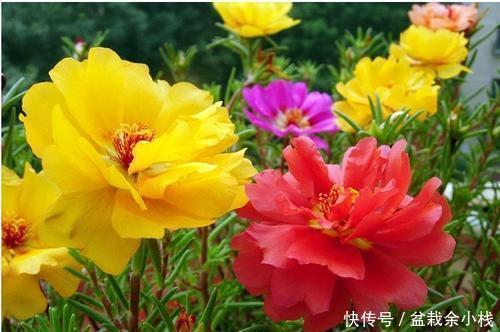 4种漂亮花,再舍不得也要搬出去,越狠狠晒,越开花满枝头