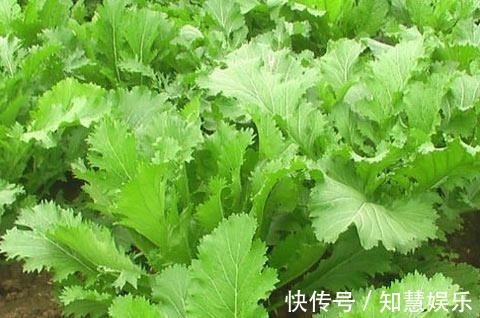 瘡癰腫痛|此菜是天然的”抗癌藥“，拿來做菜吃，抗癌防癌，溫中理氣
