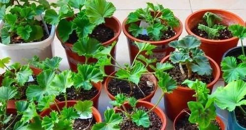 不敢尝试扦插？捏准“7个要点”，养花省钱、还能拥有更多